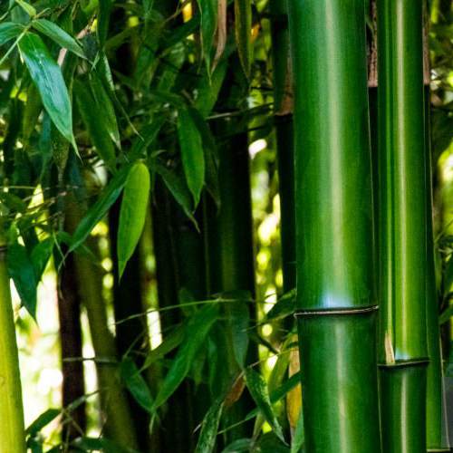 Bamboo Fabric
