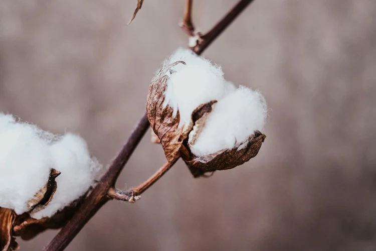 Cotton Fabric